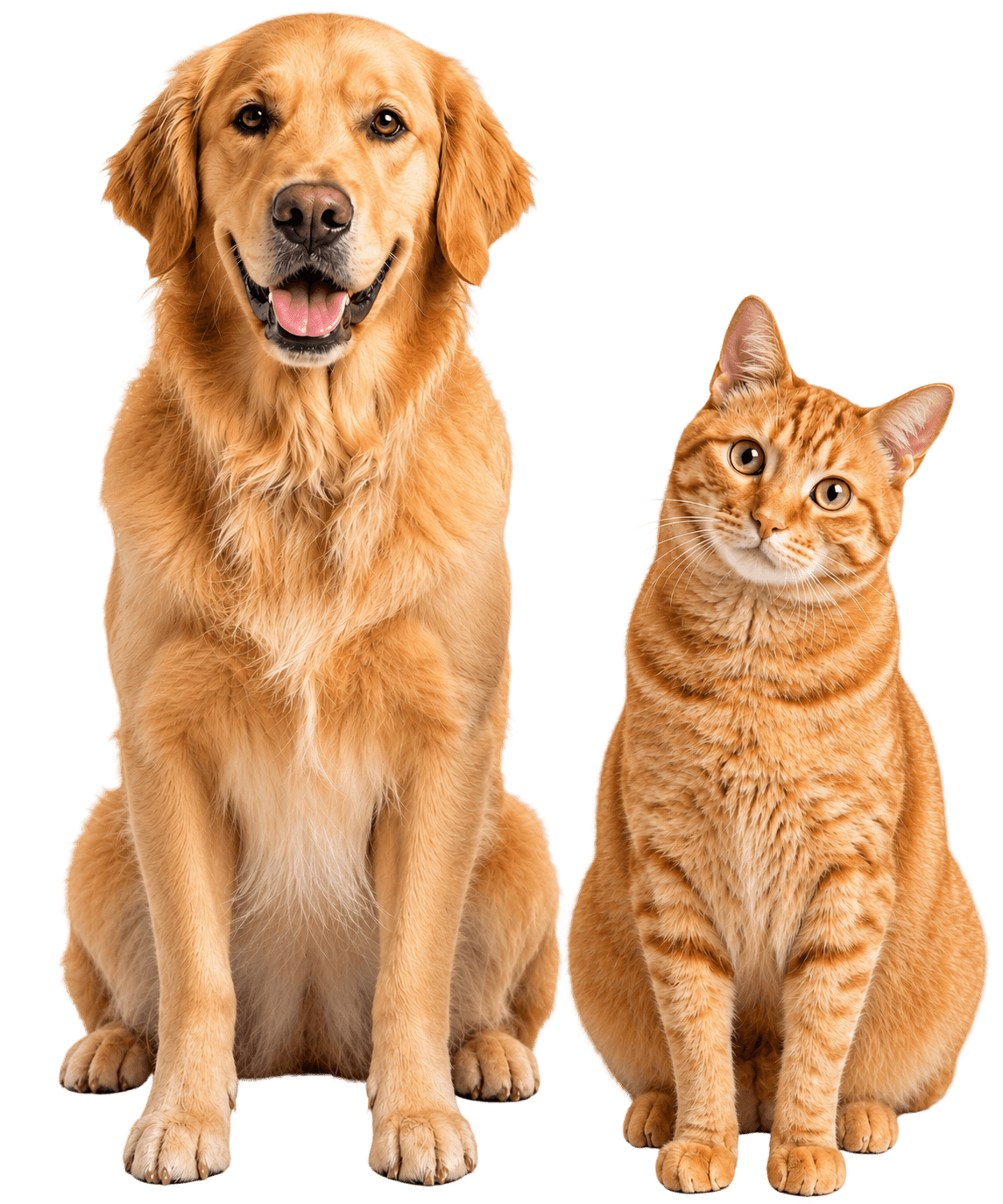 A golden retriever and an orange tabby cat sitting together